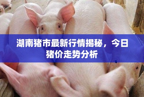 湖南豬市最新行情揭秘,今日豬價走勢分析