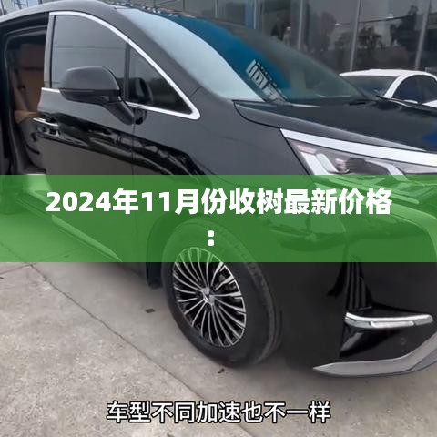 2024年11月份收樹最新價格： 
