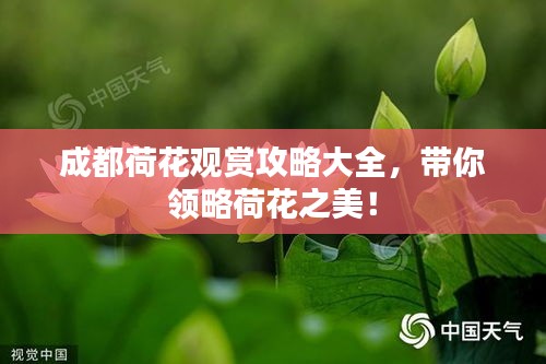 成都荷花觀賞攻略大全,帶你領略荷花之美!