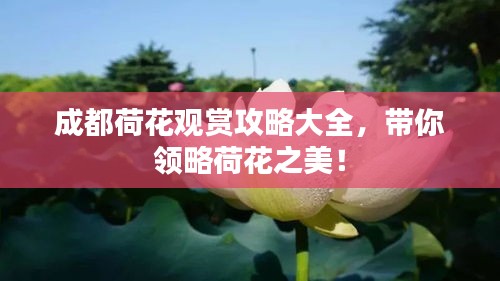 成都荷花觀賞攻略大全,帶你領略荷花之美!