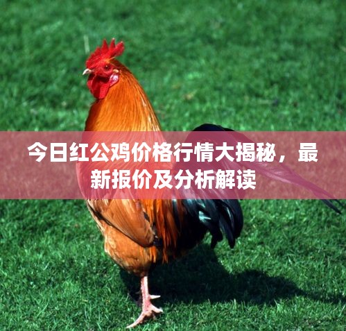 今日紅公雞價格行情大揭秘,最新報價及分析解讀