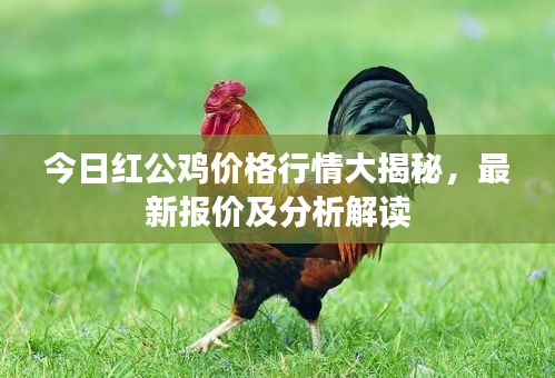 今日紅公雞價(jià)格行情大揭秘,最新報(bào)價(jià)及分析解讀
