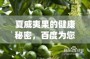 夏威夷果的健康秘密,百度為您解答!