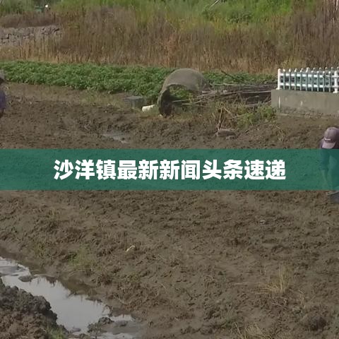 沙洋鎮最新新聞頭條速遞