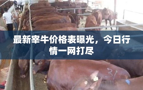 最新宰牛價格表曝光,今日行情一網打盡