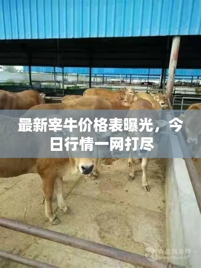 最新宰牛價格表曝光,今日行情一網打盡