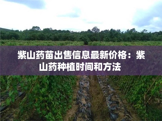 紫山藥苗出售信息最新價格:紫山藥種植時間和方法