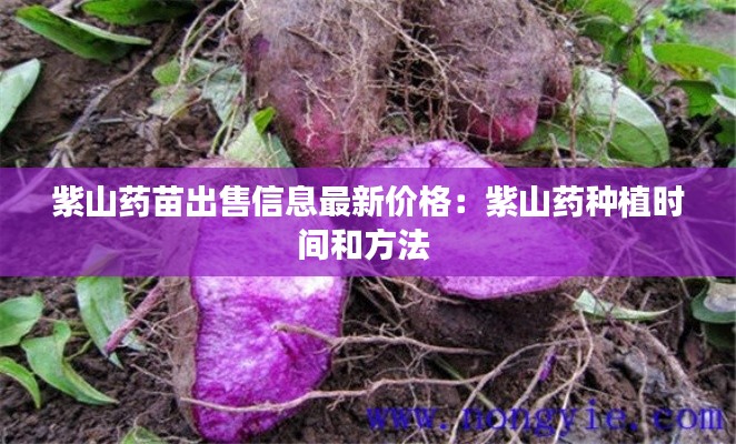 紫山藥苗出售信息最新價(jià)格:紫山藥種植時(shí)間和方法