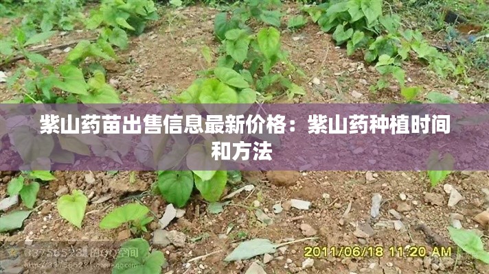 紫山藥苗出售信息最新價(jià)格:紫山藥種植時(shí)間和方法