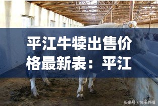 平江牛犢出售價(jià)格最新表:平江縣養(yǎng)殖