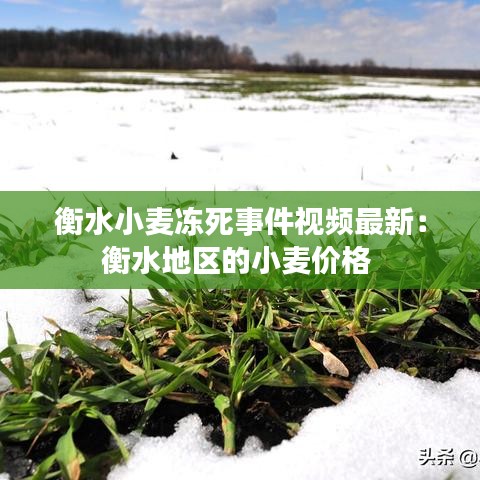 衡水小麥凍死事件視頻最新:衡水地區的小麥價格