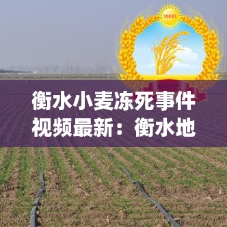 衡水小麥凍死事件視頻最新:衡水地區的小麥價格