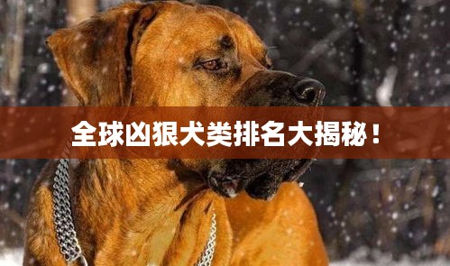全球兇狠犬類排名大揭秘！