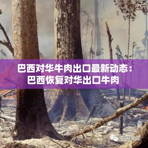 巴西對華牛肉出口最新動態：巴西恢復對華出口牛肉 