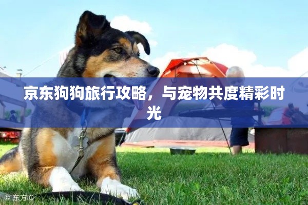 京東狗狗旅行攻略,與寵物共度精彩時光