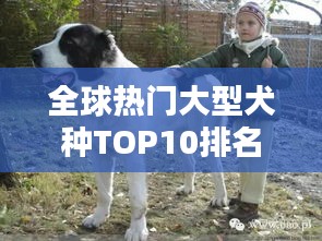全球熱門大型犬種TOP10排名,你最想養(yǎng)哪一種?