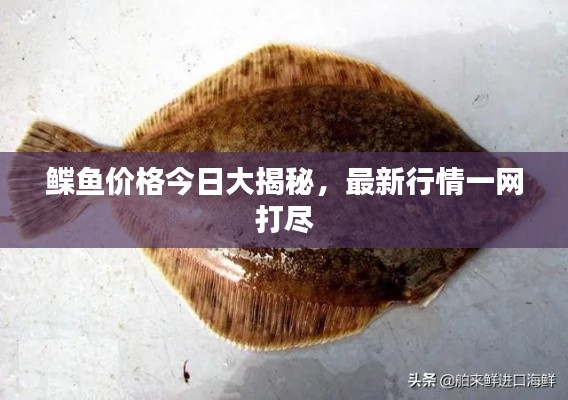鰈魚價格今日大揭秘，最新行情一網打盡