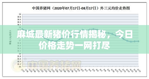 麻城最新豬價(jià)行情揭秘，今日價(jià)格走勢(shì)一網(wǎng)打盡