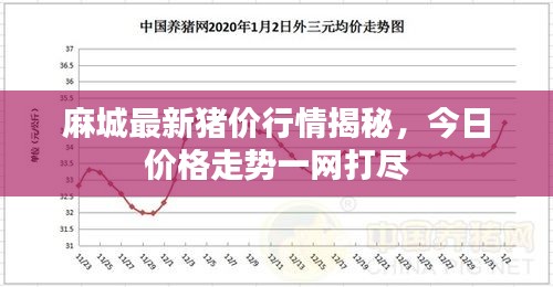 麻城最新豬價行情揭秘,今日價格走勢一網打盡