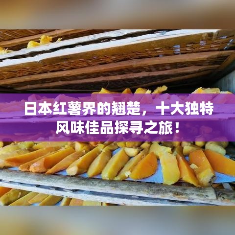 日本紅薯界的翹楚,十大獨特風味佳品探尋之旅!