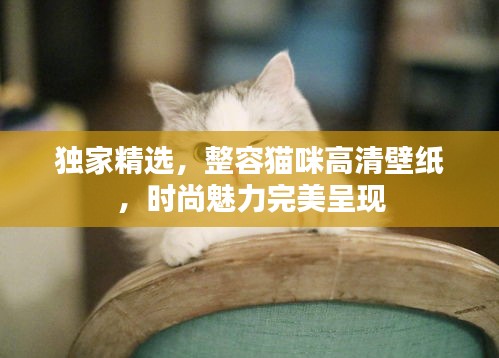 獨(dú)家精選,整容貓咪高清壁紙,時(shí)尚魅力完美呈現(xiàn)