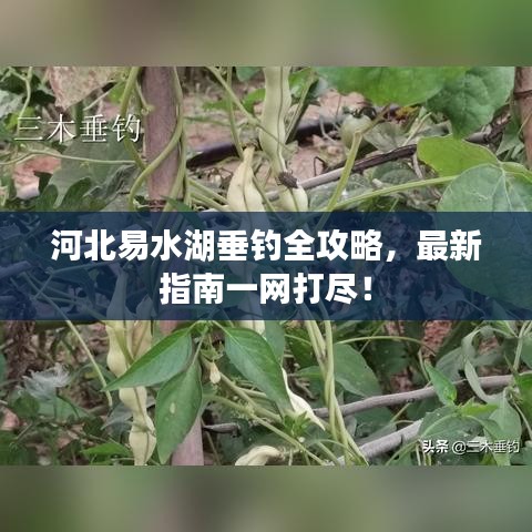 河北易水湖垂釣全攻略,最新指南一網打盡!