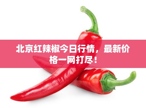 北京紅辣椒今日行情,最新價格一網打盡!