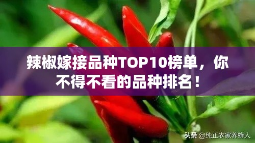 辣椒嫁接品種TOP10榜單,你不得不看的品種排名!