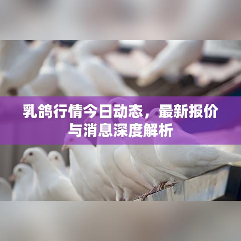 乳鴿行情今日動態,最新報價與消息深度解析