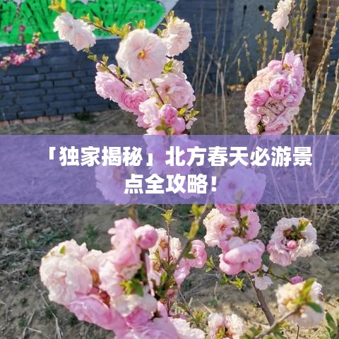 「獨家揭秘」北方春天必游景點全攻略！