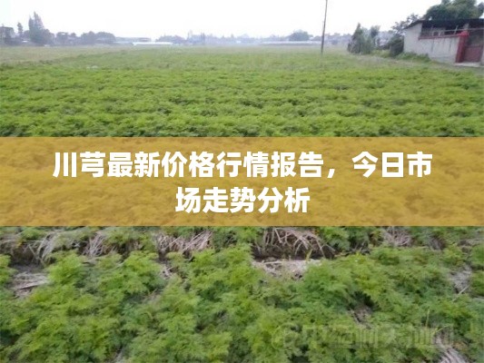 川芎最新價格行情報告,今日市場走勢分析