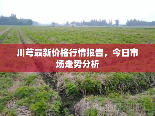 川芎最新價格行情報告,今日市場走勢分析