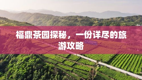 福鼎茶園探秘，一份詳盡的旅游攻略