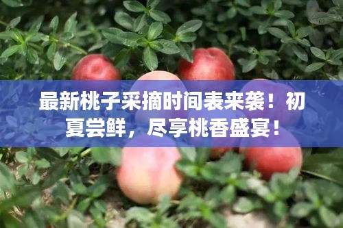 最新桃子采摘時間表來襲！初夏嘗鮮，盡享桃香盛宴！