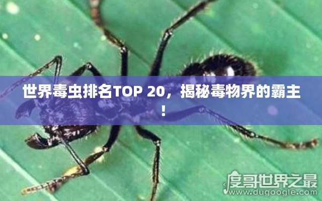 世界毒蟲排名TOP 20,揭秘毒物界的霸主!