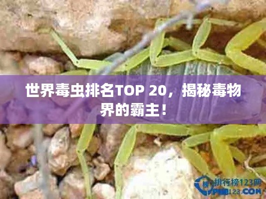 世界毒蟲排名TOP 20,揭秘毒物界的霸主!