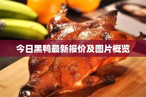 今日黑鴨最新報價及圖片概覽