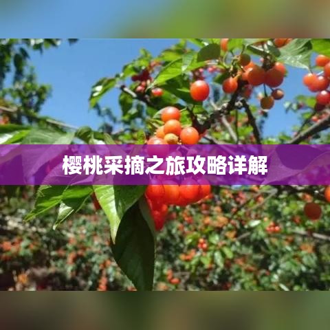 櫻桃采摘之旅攻略詳解