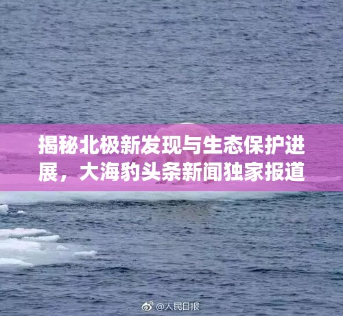 揭秘北極新發(fā)現(xiàn)與生態(tài)保護進展,大海豹頭條新聞獨家報道