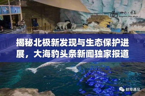 揭秘北極新發(fā)現(xiàn)與生態(tài)保護進展,大海豹頭條新聞獨家報道