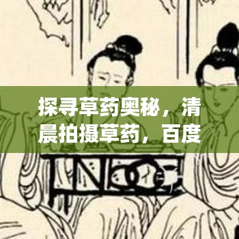 探尋草藥奧秘,清晨拍攝草藥,百度帶你領(lǐng)略自然之美!