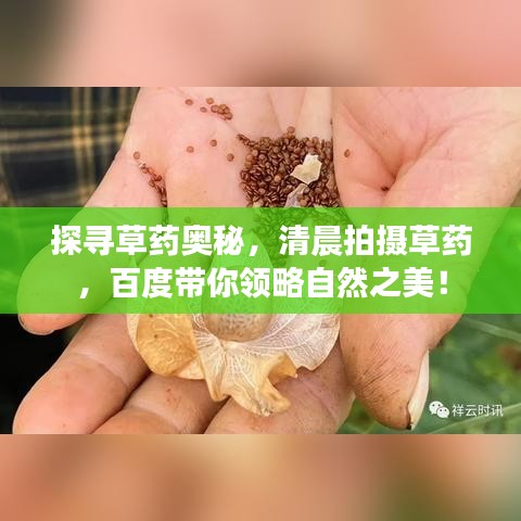 探尋草藥奧秘,清晨拍攝草藥,百度帶你領略自然之美!