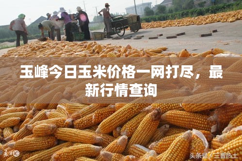 玉峰今日玉米價(jià)格一網(wǎng)打盡,最新行情查詢