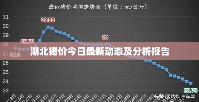湖北豬價今日最新動態及分析報告