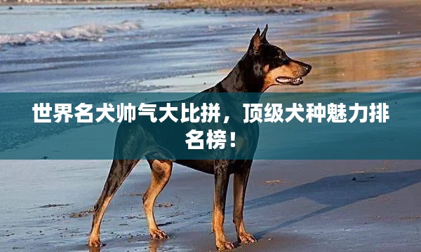 世界名犬帥氣大比拼,頂級犬種魅力排名榜!