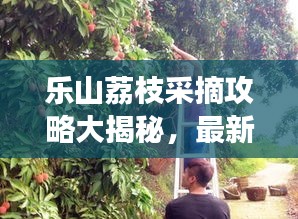 樂山荔枝采摘攻略大揭秘,最新指南助你暢游荔枝園