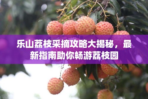 樂山荔枝采摘攻略大揭秘,最新指南助你暢游荔枝園