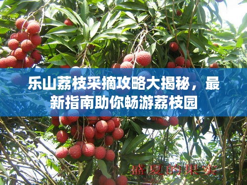 樂山荔枝采摘攻略大揭秘,最新指南助你暢游荔枝園
