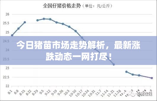 今日豬苗市場走勢解析,最新漲跌動態(tài)一網(wǎng)打盡!