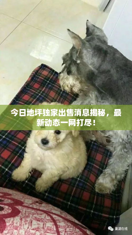 今日地坪獨家出售消息揭秘,最新動態一網打盡!